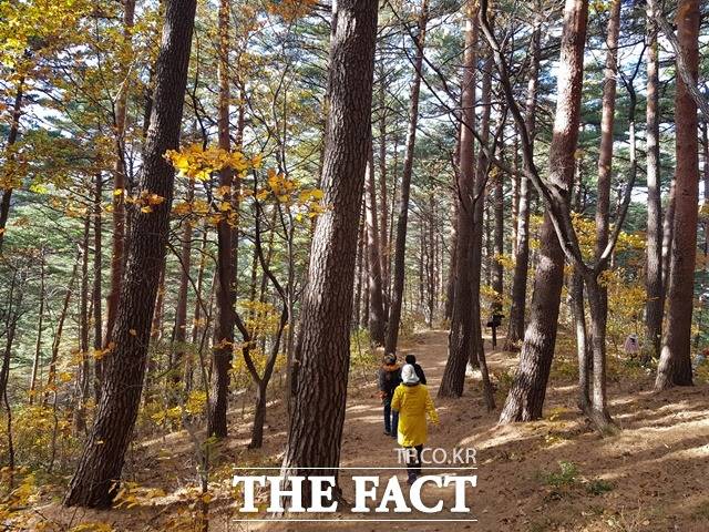 대관령 치유의 숲 / 산림청 제공