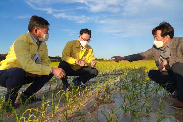 고영권 제주특별자치도 정무부지사는 28일 오후 4시 서귀포시 안덕면과 대정읍 등 마늘 병해충 피해 현장을 찾아 현황을 파악하고 피해 농가 및 관계자와 대책 등을 논의했다./제주도 제공