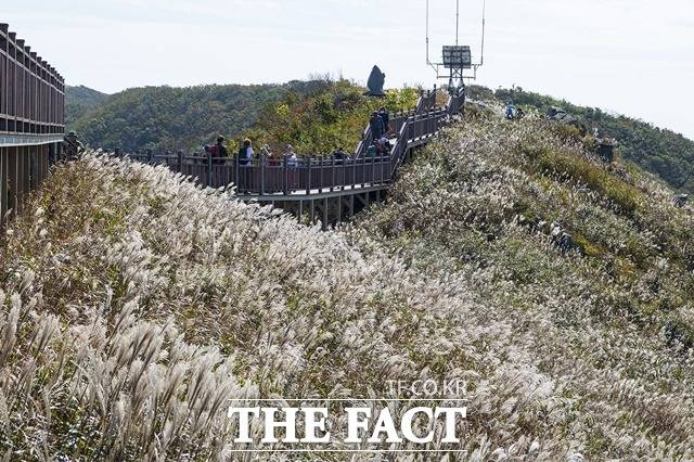 홍성 오서산 억새풀 / 충남도 제공