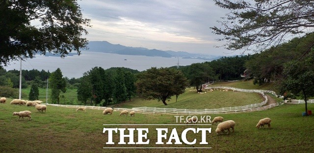 방목생태축산농장으로 지정된 남해상상양떼목장 전경/남해군 제공