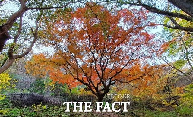 기상청에 따르면 오늘(6일) 전국이 대체로 맑은 날씨를 보이겠다. 사진은 내장산의 단풍나무 중 가장 규모가 큰 노거수(老巨樹)다. 천연기념물로 지정된 이 단풍나무의 수령은 약 290년으로 추정된다. / 정읍시 제공
