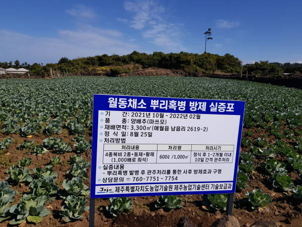 제주농업기술센터 뿌리혹병 사후방제 실증사업 현장./제주도 제공