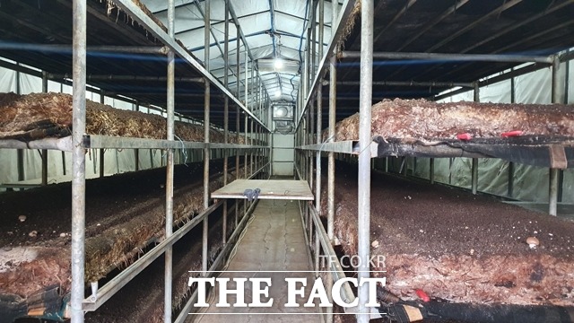 전국 양송이 생산량 1위인 부여군의 양송이 농가가 요소비료가 없어 농민들이 불안에 떨고 있다. / 부여=김다소미 기자