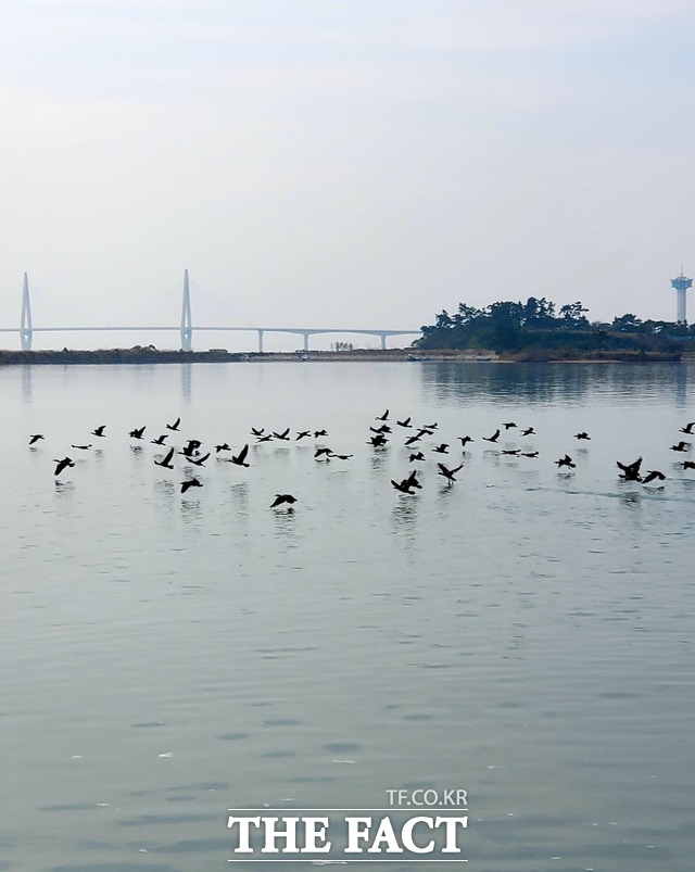 전남 함평만/함평=이병석 기자