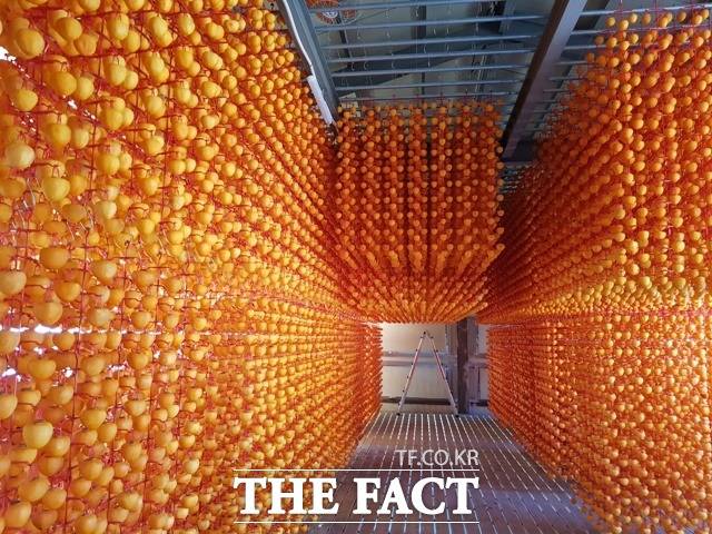 함양군 곶감 생산농가에서 본격적인 곶감 만들기에 돌입했다./함양군 제공