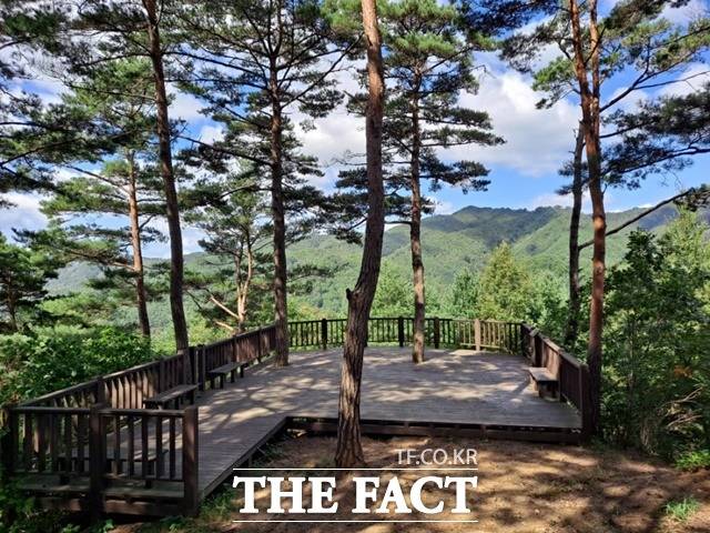 횡성 소나무 낙엽송 숲 / 산림청 제공