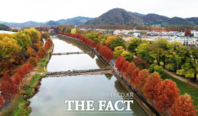 천연기념물 제366호 담양 관방제림과 담양천변을 따라 붉게 물든 메타세쿼이아 가로수를 카메라에 담고 있는 연인./담양군 제공하늘에서 내려다 본 천연기념물 제366호 담양 관방제림과 담양천./담양군 제공