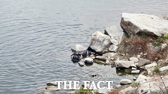 거창창포원에 등장한 수달 가족/거창군 제공