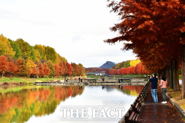천연기념물 제366호 담양 관방제림. 담양천변을 따라 길게 늘어선 메타쉐쿼이아 가로수가 붉게 물들어 있다./담양군 제공