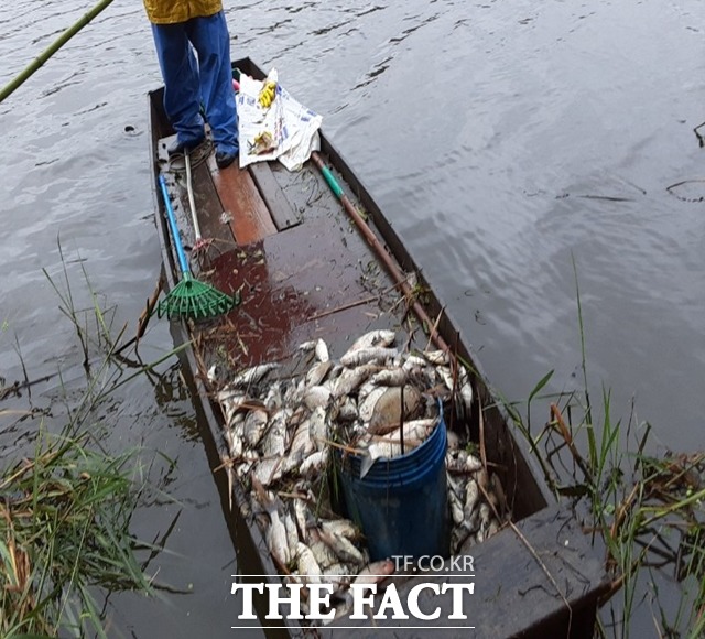 우포늪에서 집단폐사한 붕어 사체를 배로 나르고 있는 모습./창녕환경운동연합 제공