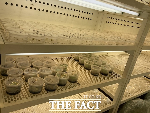 샤인머스켓 무병묘 계대배양 모습 / 충남도 제공