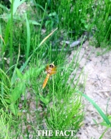  그곳에는 멸종 위기종 '꼬마잠자리'가 산다