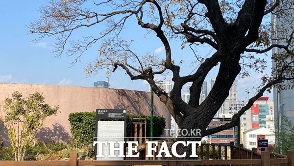 대구 중구 동산동에 위치한 제일교회 안에 있는 이른바 현제명 나무./대구=이성덕 기자