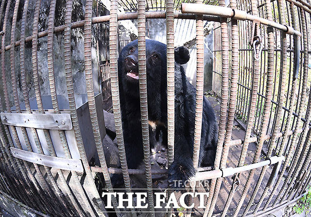 동물단체들은 곰을 사유 재산으로 분류하는 현 제도를 바꾸지 않으면 불법 사육 문제가 계속될 수밖에 없다고 주장한다.