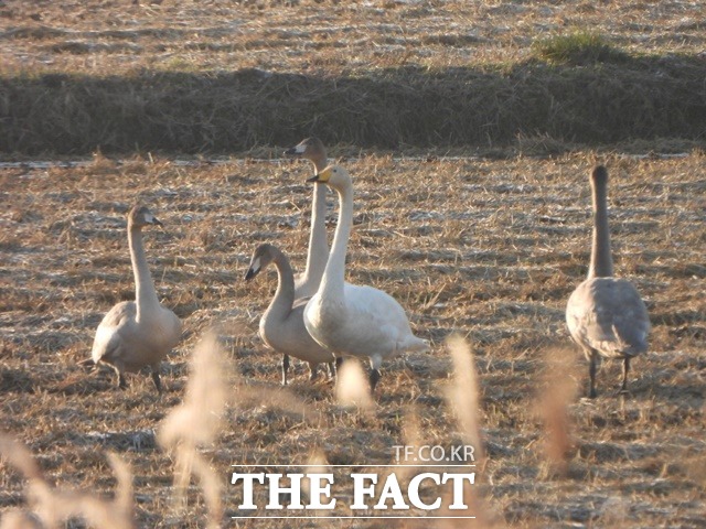 국립세종수목원에서 휴식을 취하고 있는 큰고니 / 세종수목원 제공