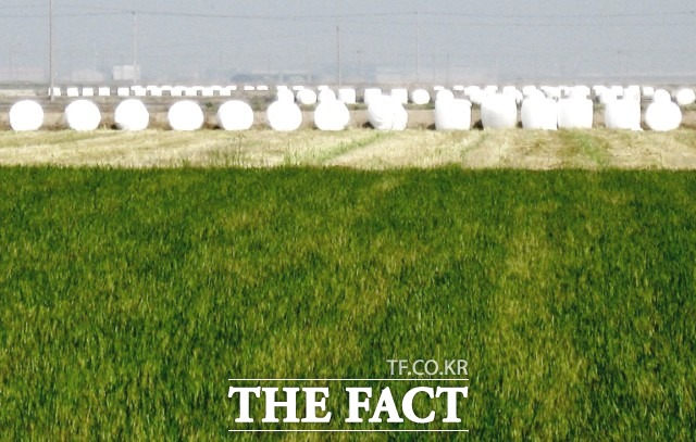 직불금 지급 대상은 논 이모작을 재배 중인 지역 내 1,700여 농가다. 대상 농작물은 쌀보리, 밀 · 감자 등 식량작물과 청보리 ‧ 이탈리안 라이그라스 등 사료작물이며 지급단가는 ha당 50만원이다. / 정읍시농업기술센터 제공