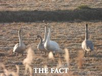  멸종위기 큰고니, 국립세종수목원서 포착