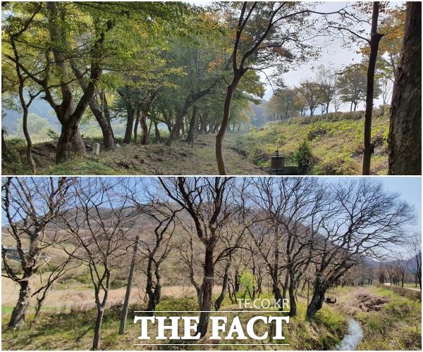 전북 임실군 관촌면 방수리 오원천변의 장제무림이 국가산림문화자산으로 지정됐다. /임실군 제공