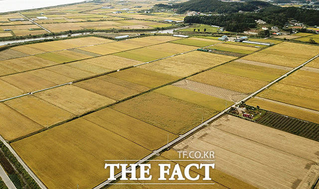 농촌진흥청이 논의 경지이용률을 높이고 새로운 농가소득을 창출할 수 있는 벼 대체작목으로 감자, 참깨, 마늘의 2년 3모작형 재배 순서(작부체계) 기술을 6일 소개했다. /더팩트DB