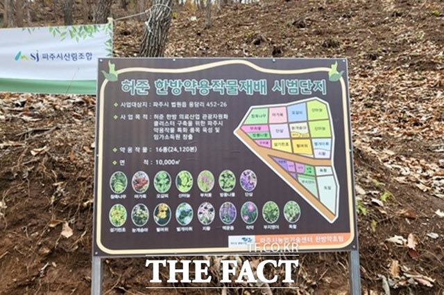 파주시가 산림조합과 연계해 법원읍 웅담리에 약용작물 재배 시범단지를 조성했다./파주시 제공
