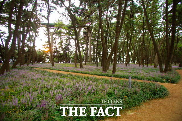 울창한 소나무숲이 1.5km의 해안을 따라 이어져 있는 송림산림욕장./서천군 제공
