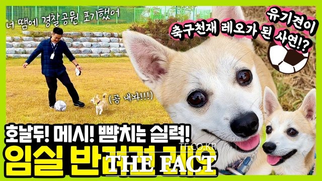 전북 임실군의 SNS 채널인 임실엔TV에 탁월한 축구 실력을 자랑하는 반려견 레오가 등장하며 화제를 모으고 있다. /임실군 제공