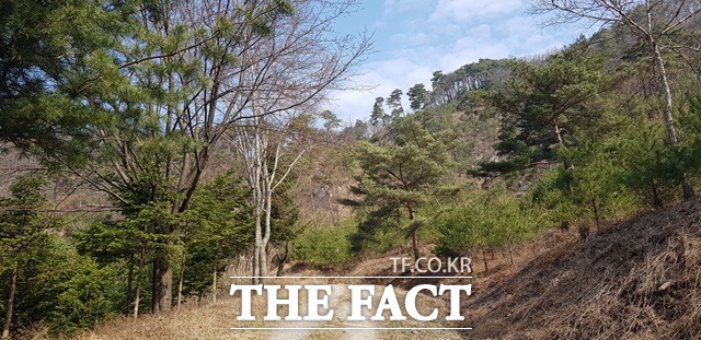 충주 오청산 숲길 / 산림청 제공