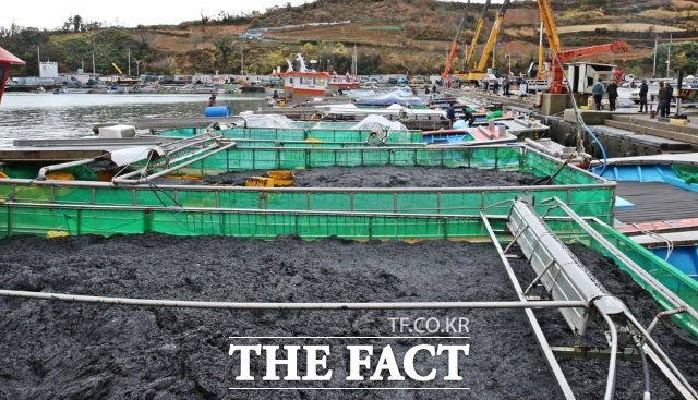 고흥군 관내에서 생산되는 김이 본격 출하되고 있다. 올해 김 생산량은 당초 우려와 달리 예년 수준에 이를 것으로 예상되고 있다. /고흥군 제공