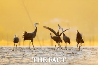  순천시 주최 흑두루미 사진 공모전 ‘순천만...환상’ 대상