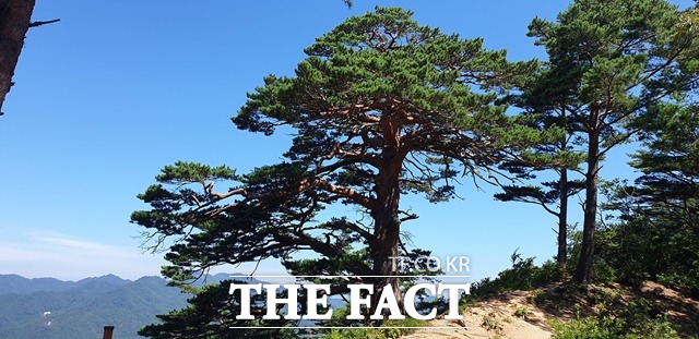 울진 소광리 대왕소나무 / 산림청 제공