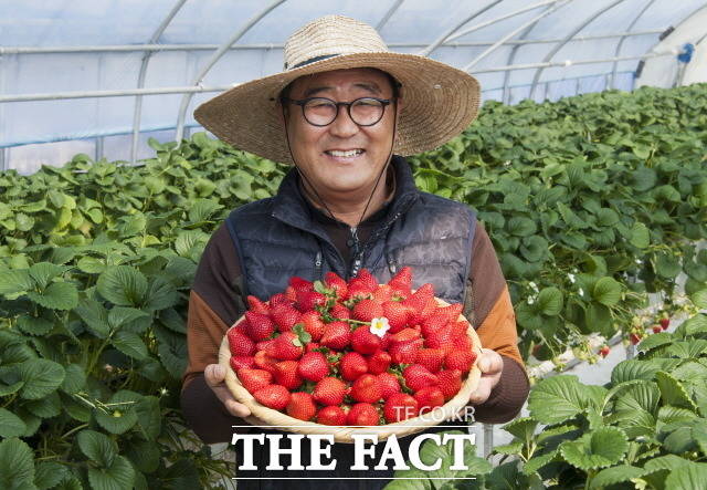 ‘대숲맑은 담양 딸기’가 광주지역 소비자를 공략한다. 사진은 창평새벽이슬딸기공선회 윤일호 회장이 갓 수확한 딸기를 소쿠리에 담아 보이고 있다./담양군 제공