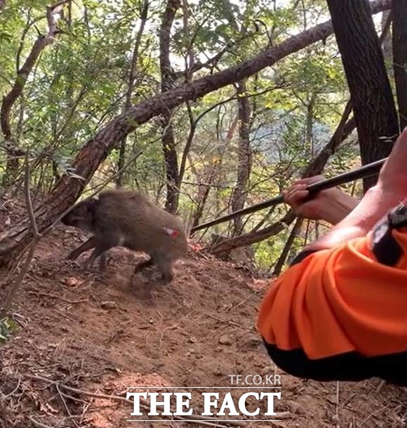 시 소방재난본부가 최근 3년간 멧돼지 안전조치로 인해 출동한 건수를 분석한 결과 올해는 지난해에 비해 22%가 감소한 것으로 확인됐다. /서울시 소방재난본부 제공