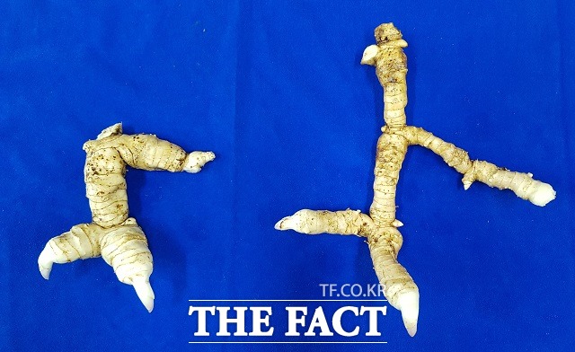 충북농업기술원이 개발한 ‘수리각’ / 충북농기원 제공.