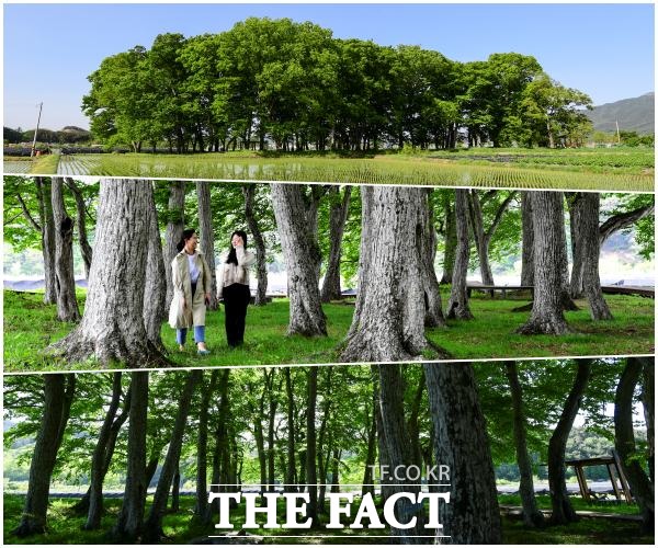 전북 남원시는 문체부가 주관한 2022년 생태녹색관광 육성사업에 백두대간 생태정거장 서어나무숲 Eco Station이 최종 선정, 국비 1억2000여만원을 포함해 전체 사업비 2억4000여만원을 확보했다고 23일 밝혔다. /남원시 제공