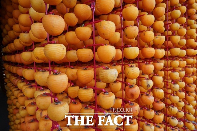떫은감도 의무자조금이 설치됐다. 사진은 경북 상주시의 한 곶감농원 모습 / 산림청 제공