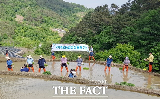 함양군 도마 다랑이 논 국가주요농업유산 등재 기원 손모내기, 모습/함양군 제공