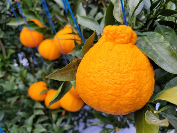 제주 한라봉./제주도 제공