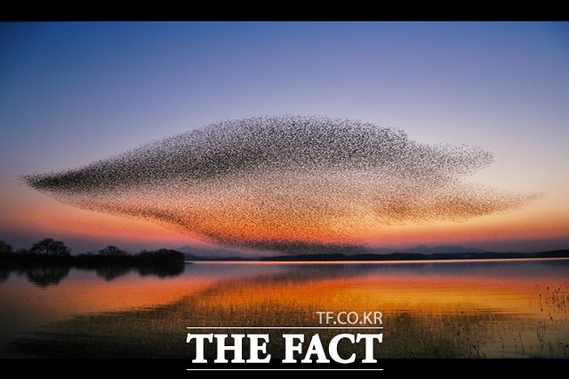 고창군 동림저수지 가창오리떼의 군무모습. /고창군 제공