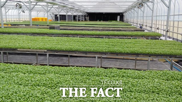 지난해 농업기술보급 시범사업 중 시설채소 온도제어사업장 전경./ 수원시 제공