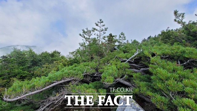멸종위기종 눈잣나무 / 산림청 제공