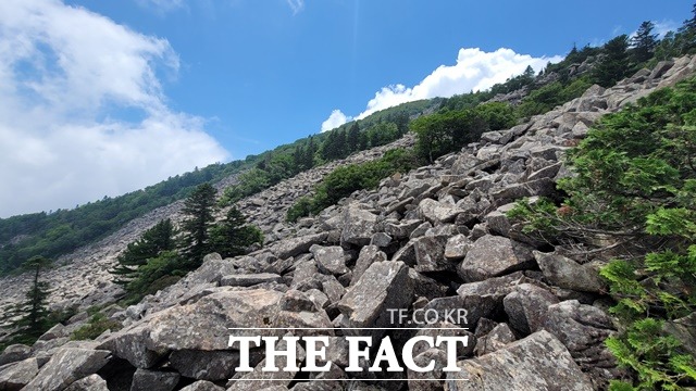 고산지대에 생육하는 눈측백 / 산림청 제공