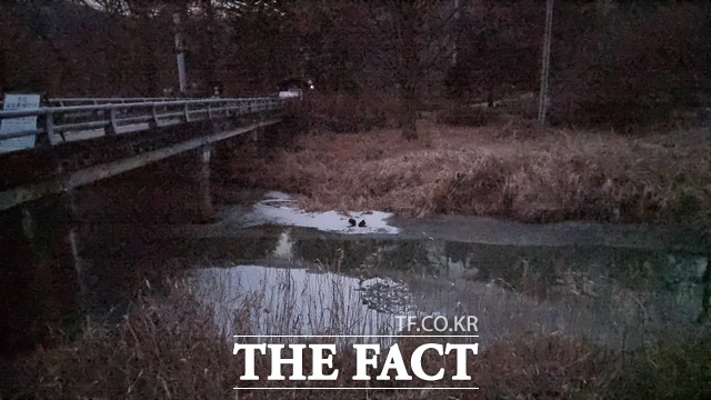 일몰 시간대에 인적이 드문 교량아래 에서 포착된 수달 두 마리. /국립수목원 제공