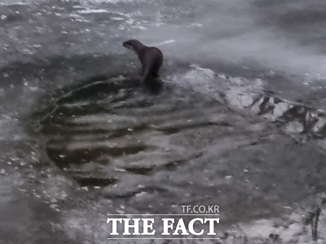 최근 산림청 국립수목원 광릉숲 인근에서 포착된 수달의 활동 모습. /국립수목원 제공