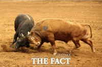  청도소싸움경기 8일부터 2022 시즌 경기 돌입