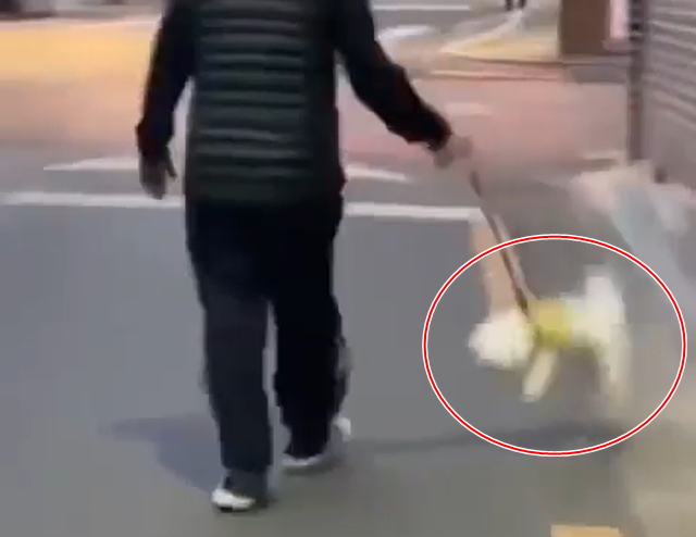 9일 서울 연신내의 한 골목에서 남성이 강아지 목줄을 잡고 공중에서 빙빙 돌리는 모습./ 케어 페이스북