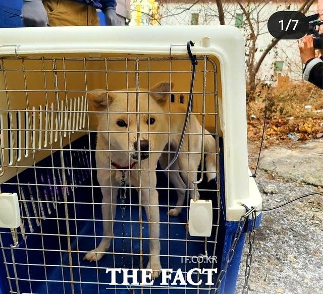 광주서 ‘40x60 크기 쇠 상자 속 백구’가 구조됐다. / 동물권단체 케어 인스타그램 캡쳐