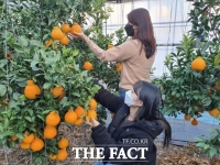  보성군 농가, 설 명절 앞두고 싱그러운 한라봉 수확{TF포토]