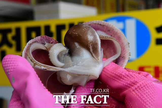 ‘홍성 남당항 새조개 축제’가 오는 24일부터 2월 6일까지 홍성군 남당항 일원에서 열린다. /홍성군 제공