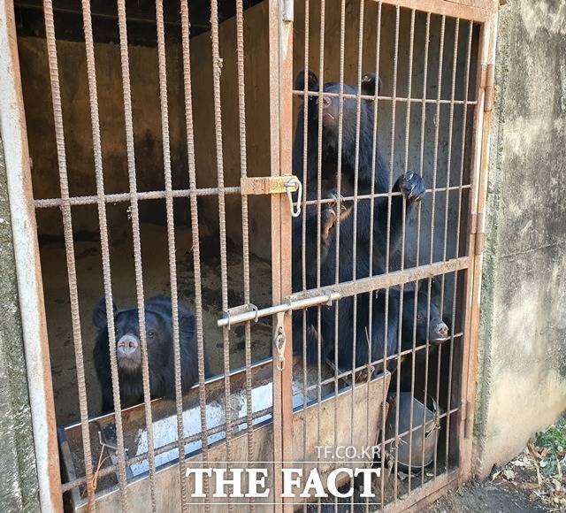 낙동강유역환경청이 지난해 부산·울산·경남지역에서 국제적 멸종위기종을 보유하고 있는 시설을 점검한 결과 13건의 위반행위를 적발했다. 사진은 멸종위기종인 반달가슴곰이 좁은 철창에서 사육되고 있는 모습./낙동강유역환경청 제공