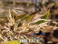  의령 망우당 곽재우장군 생가, 검은 대나무꽃 피어 화제